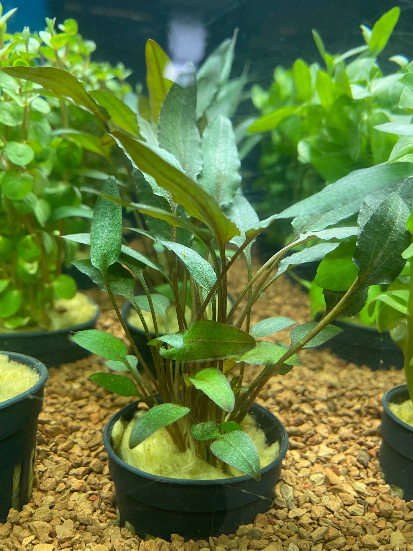 Cryptocoryne wendtii tropica - Potted