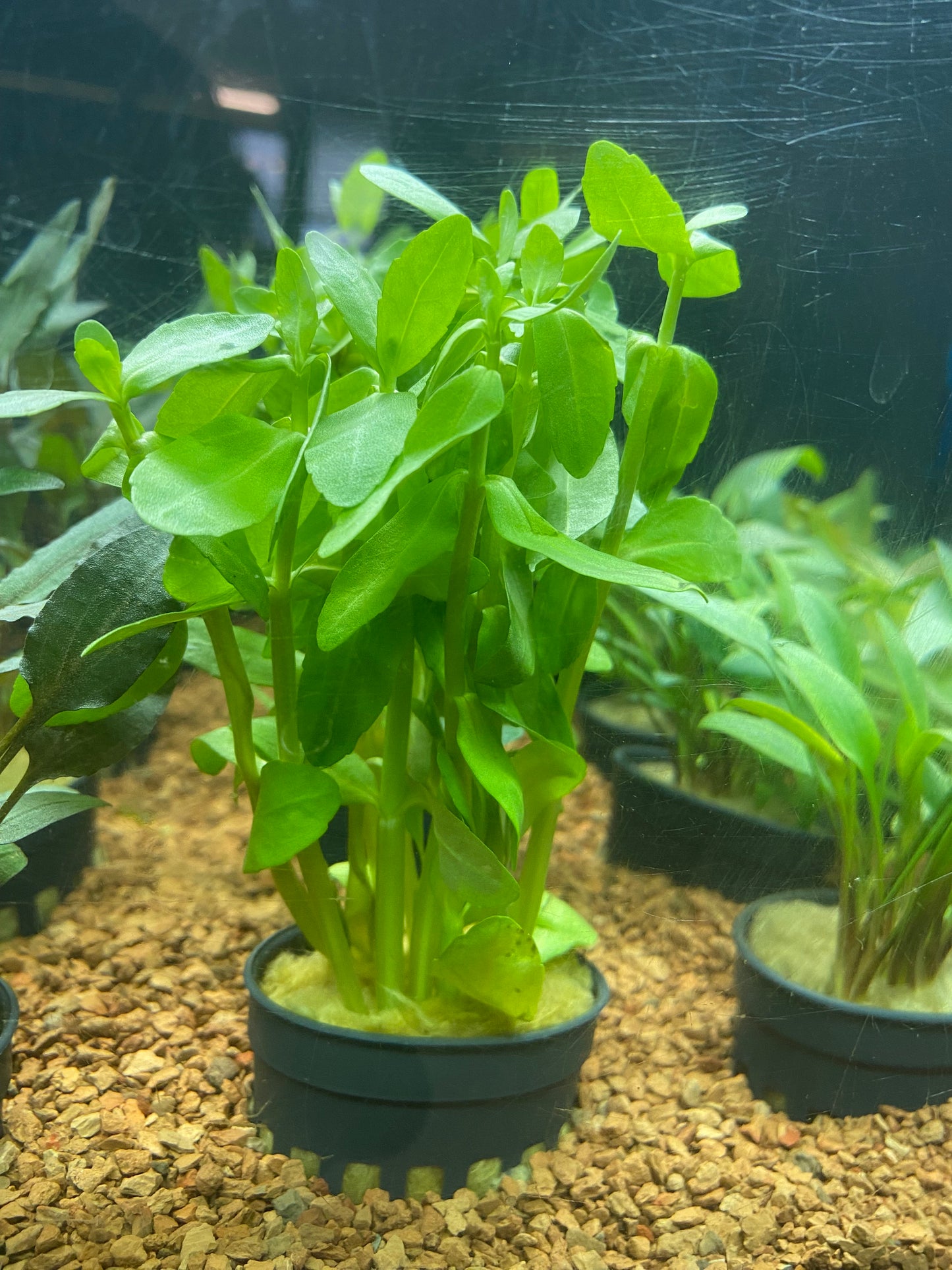 Bacopa madagascariensis - Potted