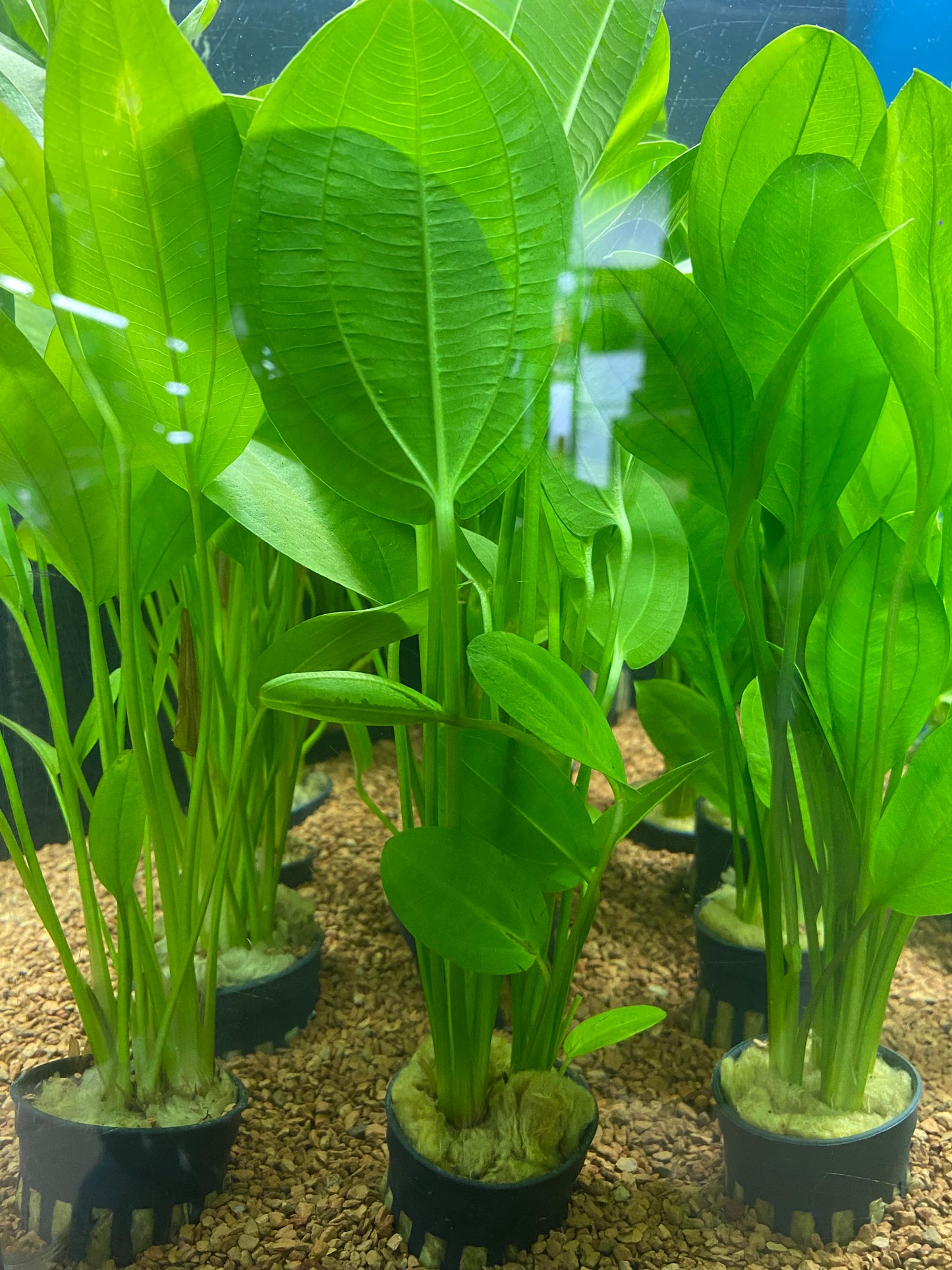 Echinodorus horizontalis - Potted