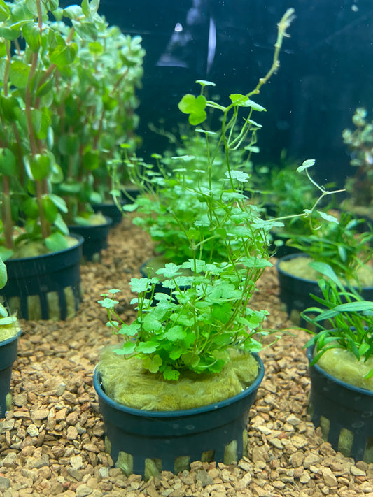 Hydrocotyle tripartita - Potted