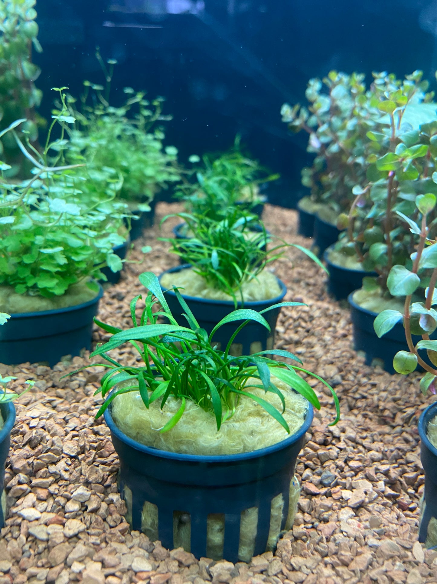 Cryptocoryne parva - Potted