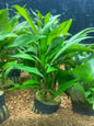 Hygrophila angustifolia rubra - Potted