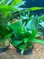 Hygrophila corymbosa compacta - Potted