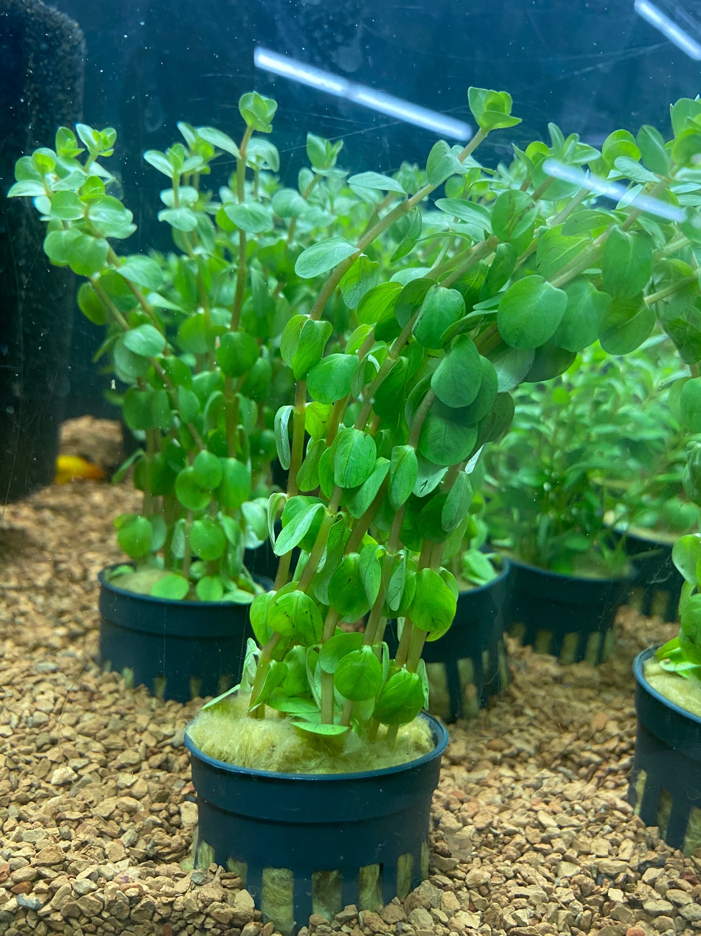 Rotala indica - Potted