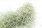Spanish Moss, Dry - 8 x 12 " Cello Pack
