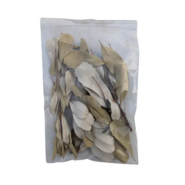 Coastal Integrofolia - Cello Pack