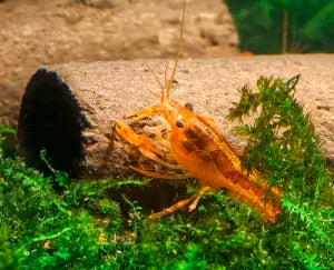 GlasGarten Crispy Caves - Edible Shrimp Caves - Medium