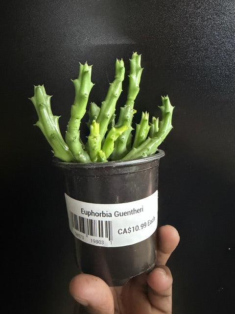 Euphorbia guentheri