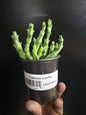 Euphorbia guentheri