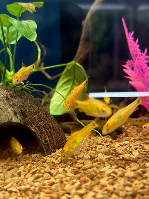 Gold Barbs