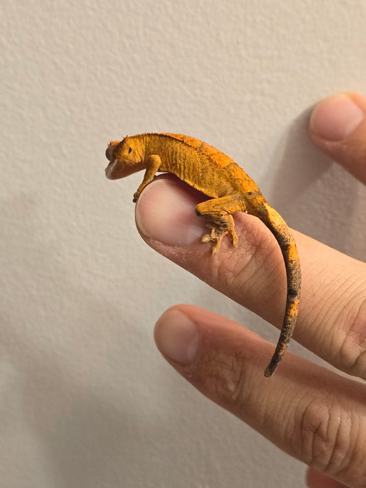 Yellow Crested Gecko