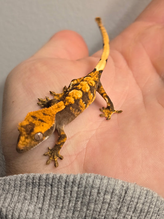 Juvenile Tri-Color Crested Gecko