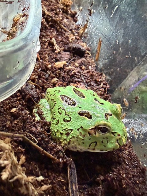 Blue Horned Frog (4 Spot Patternless Samurai Morph)