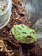 Blue Horned Frog (4 Spot Patternless Samurai Morph)