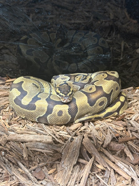 Ball Python (Pastel Hypo Enchi Morph)