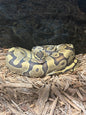 Ball Python (Pastel Hypo Enchi Morph)