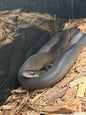 Australian Water Python (Liasis fuscus)