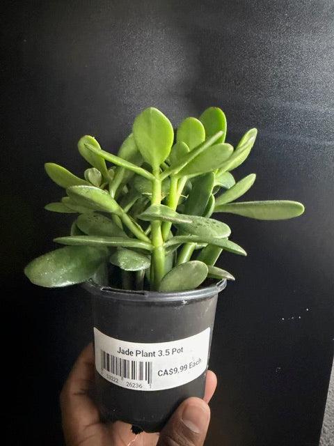 Jade Plant (Crassula ovata)