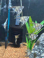 Small Silver Angelfish