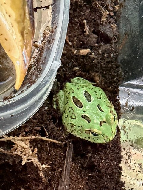 Blue Horned Frog (4 Spot Patternless Samurai Morph)