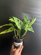 Monstera adansonii – Swiss Cheese Vine