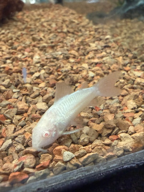 Albino Cory Catfish