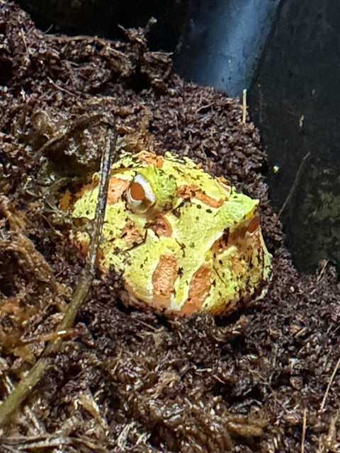 Apricot Pacman Frog