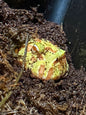 Apricot Pacman Frog