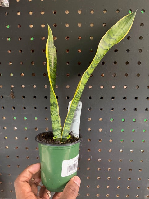 Snake Plant (Dracaena trifasciata)