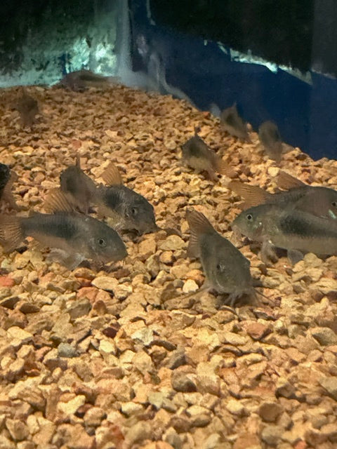 Bronze Cory Catfish