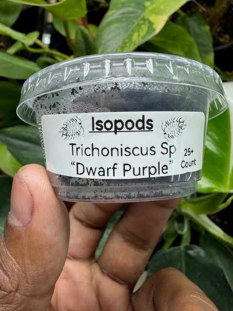 Trichorhina tomentosa Dwarf Purple Isopods