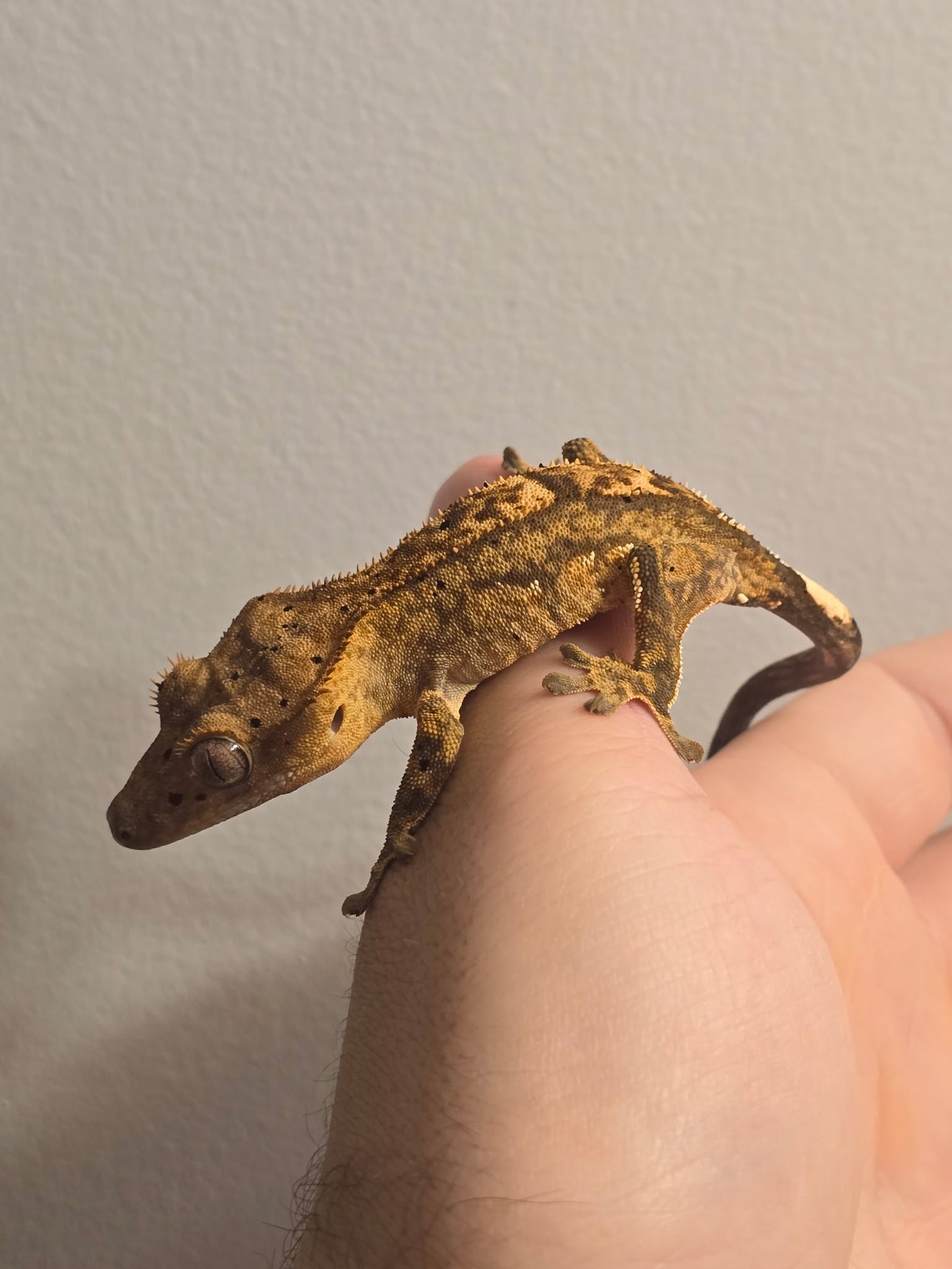 Crested Gecko (Yellow Harlequin Dalmatian Morph)