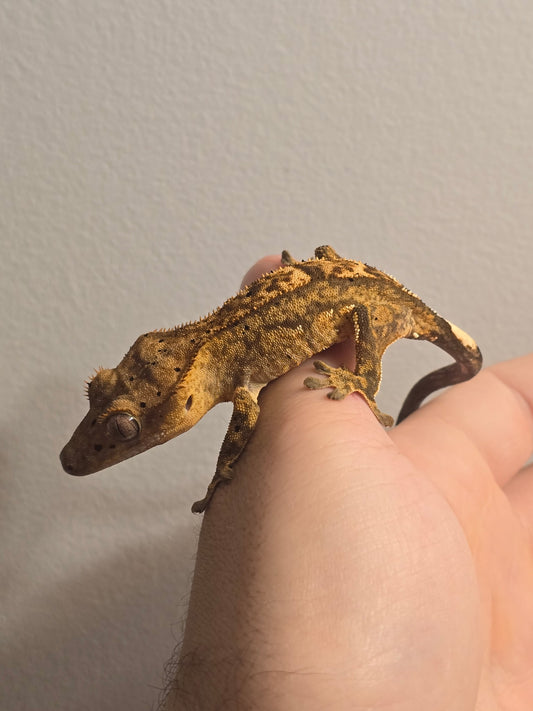 Crested Gecko (Yellow Harlequin Dalmatian Morph)