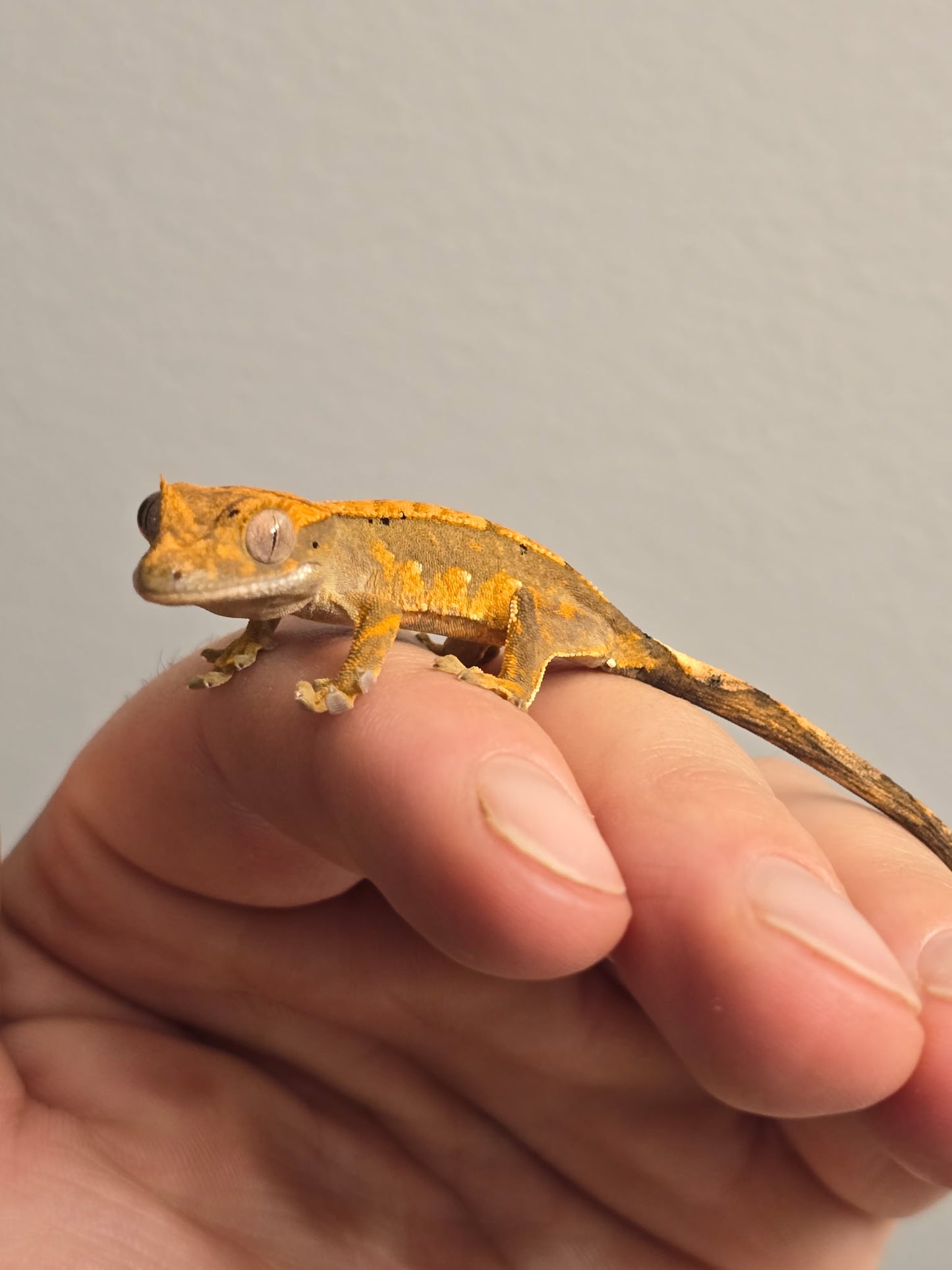 Juvenile Tri-Color Crested Gecko