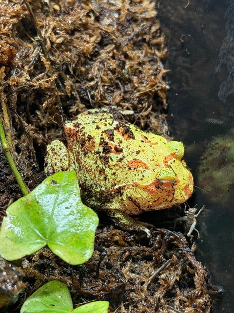 Apricot Pacman Frog