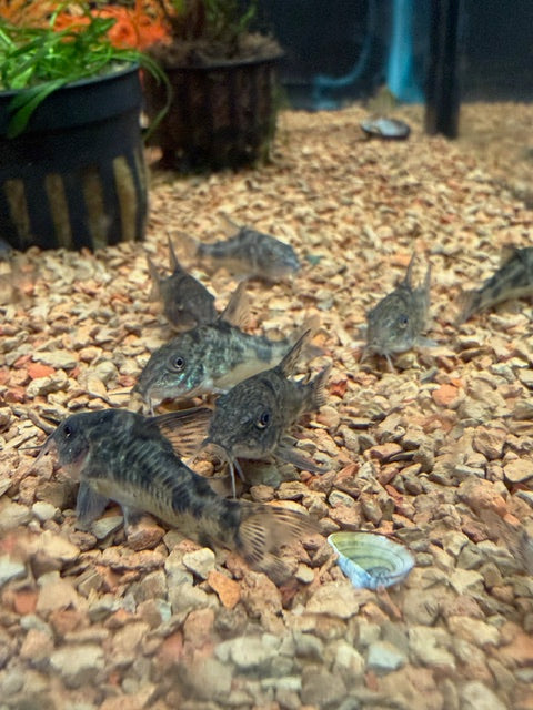 Salt & Pepper Cory