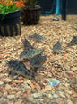 Salt & Pepper Cory