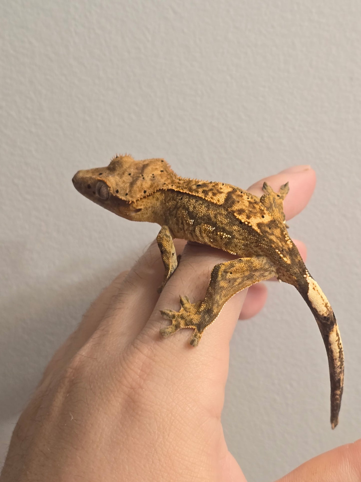Crested Gecko (Yellow Harlequin Dalmatian Morph)