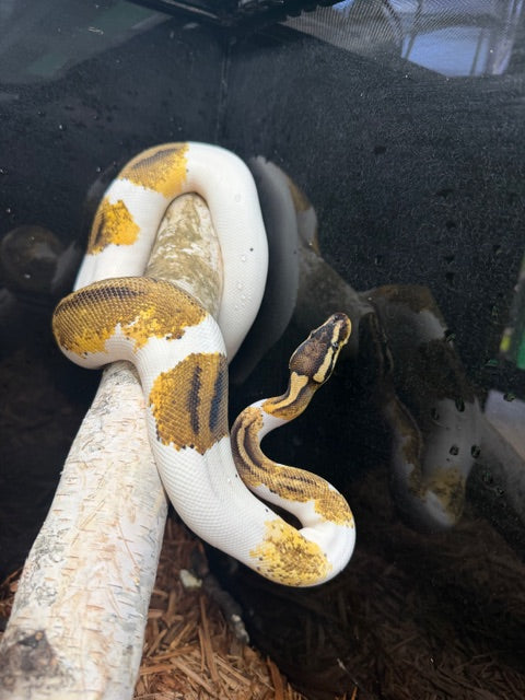 Ball Python (Pastel Pied Clade Morph)