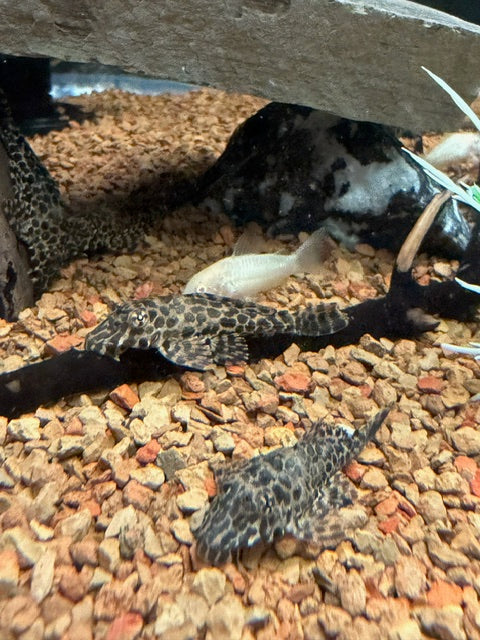 Sailfin Plecostomus