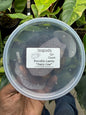 Porcellio Laevis Dairy Cow Isopods