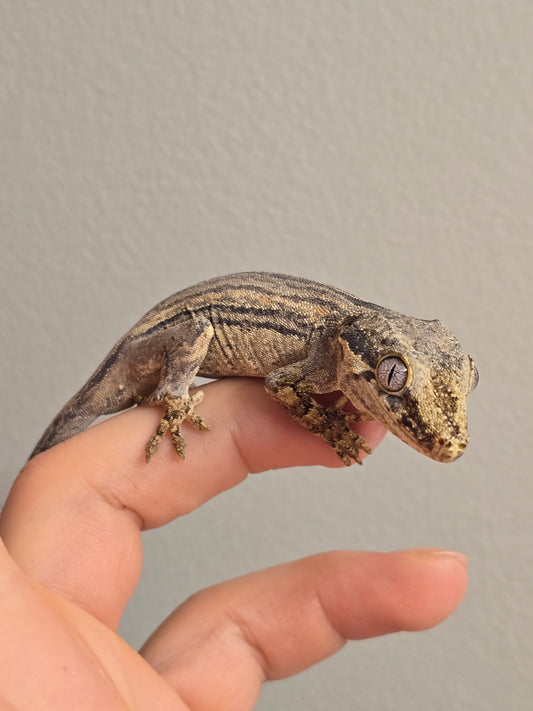Black & White Striped Gargoyle Gecko