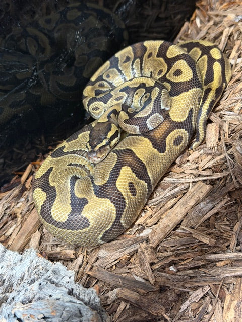 Ball Python (Pastel Hypo Enchi Morph)