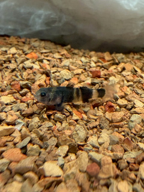 Bumble Bee Goby