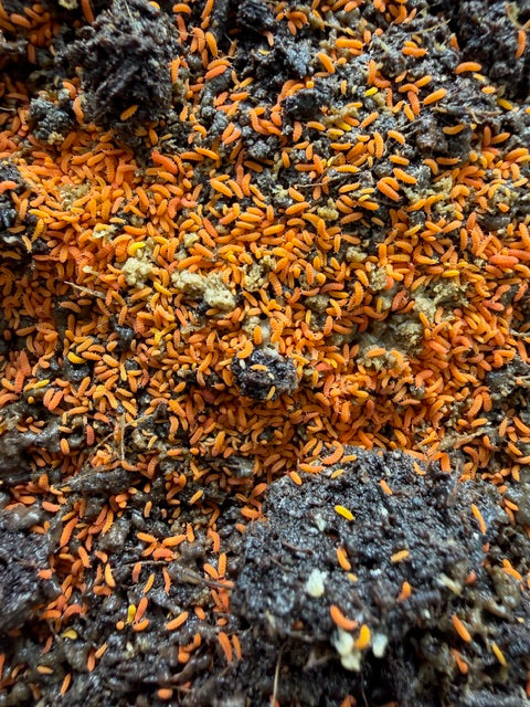 Yuukianura Aphoruroides (Asian Orange Springtails)