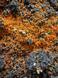 Yuukianura Aphoruroides (Asian Orange Springtails)