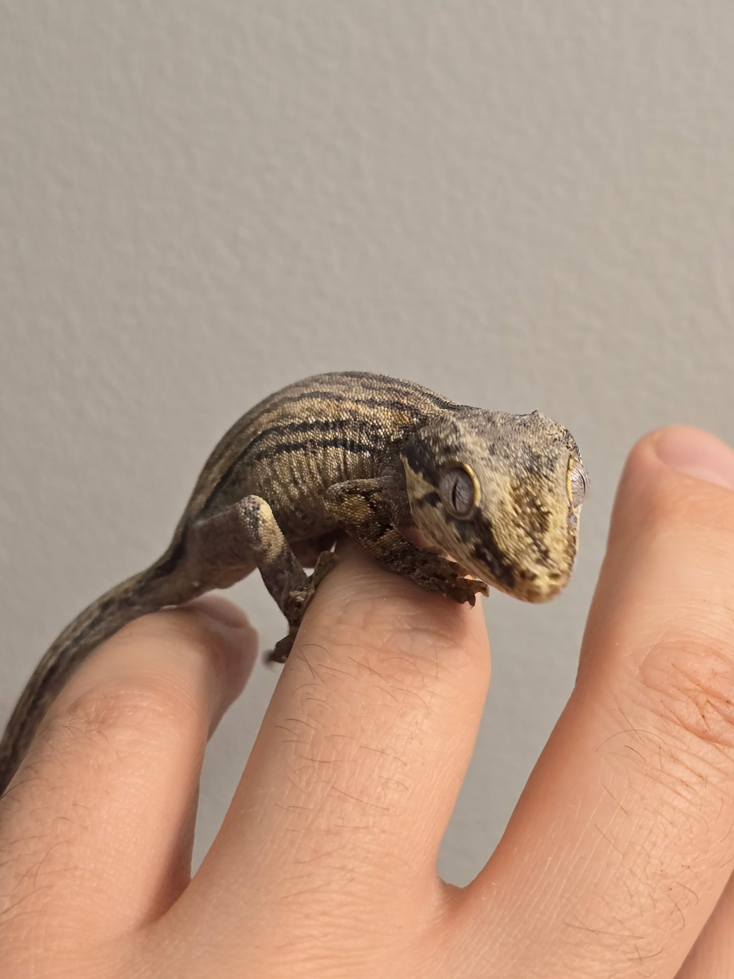 Black & White Striped Gargoyle Gecko