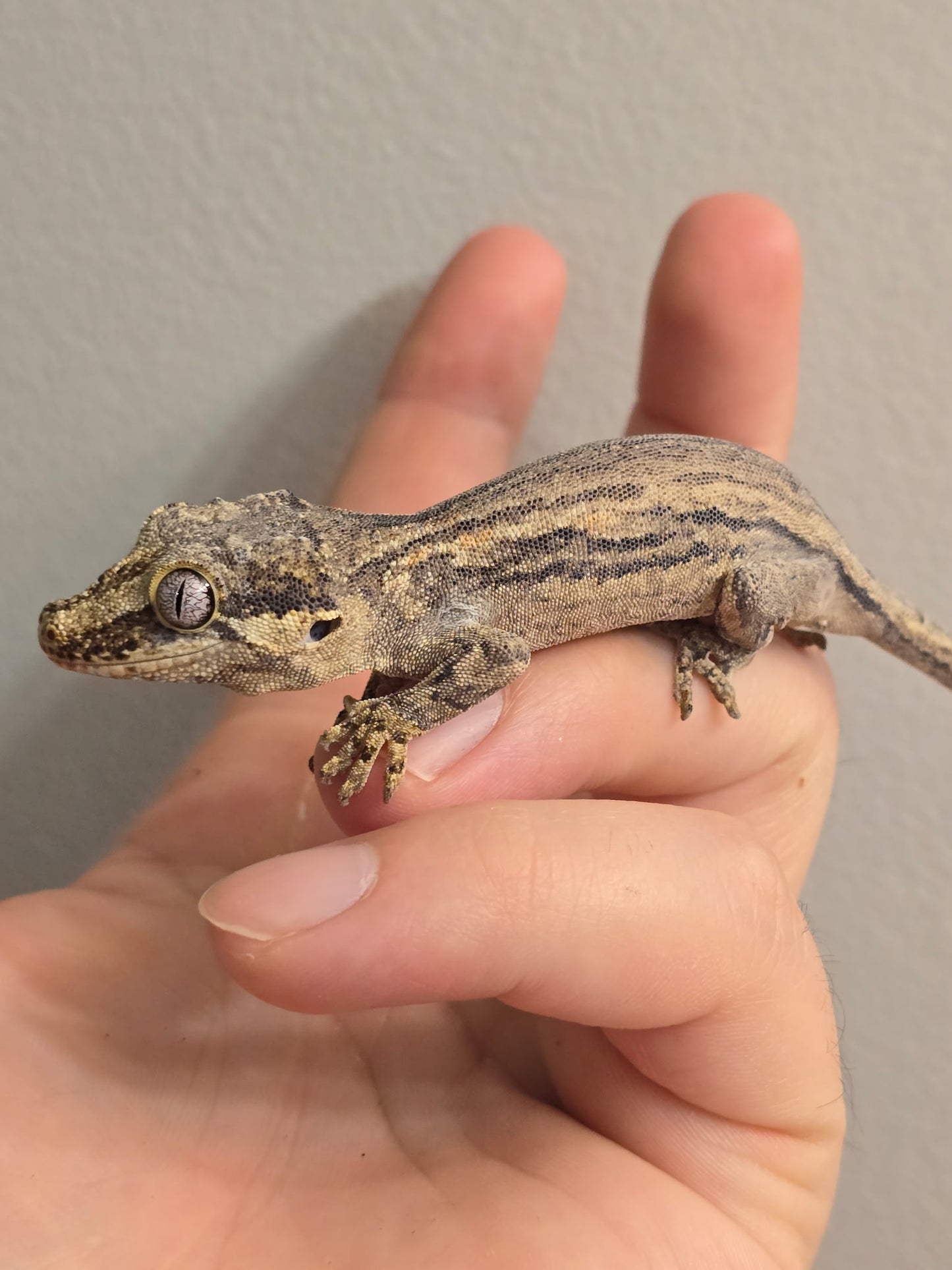 Black & White Striped Gargoyle Gecko