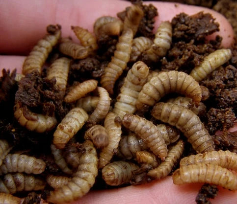 Black Soldier Fly Larvae