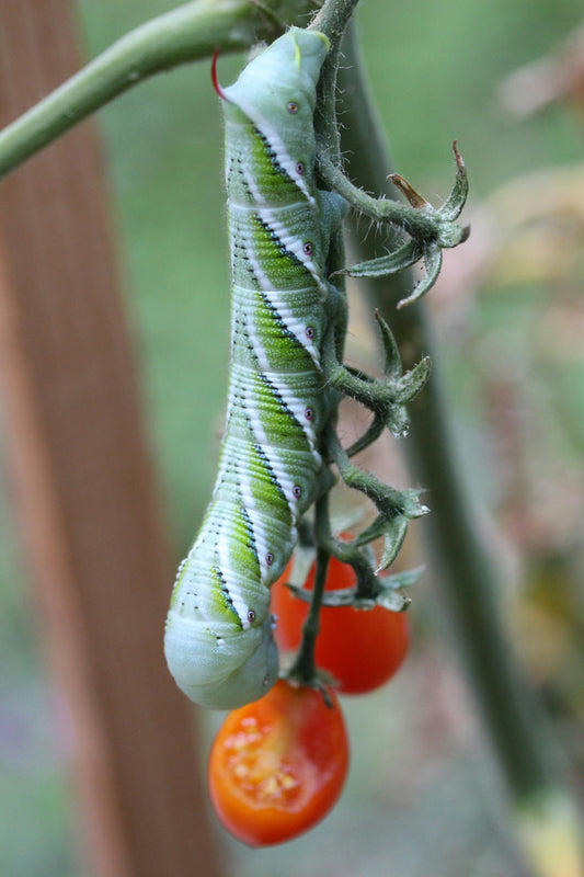 Hornworms